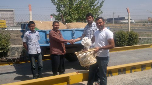 SİVEREKTE PAMUK ALIMLARI BAŞLADI