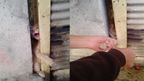 İŞYERİNDE MAHSUR KALAN KEDİYE ŞEFKAT ELİ