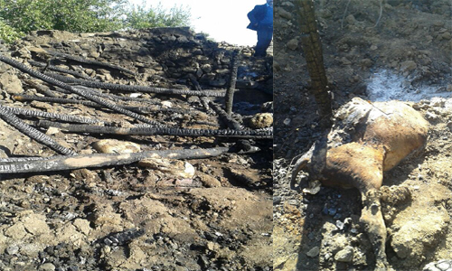 BÜYÜKGÖL KÖYÜNDE 16 BÜYÜKBAŞ HAYVAN TELEF OLDU