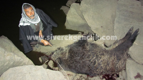 ÇOBANA SALDIRAN YABAN DOMUZU ÖLDÜRÜLDÜ