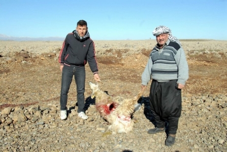 AÇ KURTLAR KOYUN SÜRÜSÜNE SALDIRDI