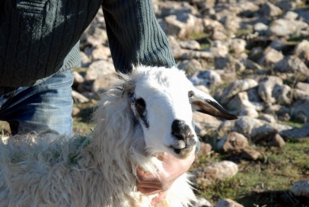 DOĞUŞTAN TEK GÖZLÜ VE KULAKLI KOYUN 