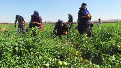 KARACADAĞ'DA DOMATES HASADI BAŞLADI