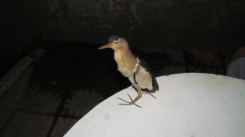 KARAYOLLARI BAHÇESİNDE BULUNAN KUŞ İLGİ ODAĞI OLDU
