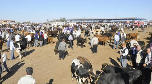 HAYVAN PAZARINDA ÇEVRE DÜZENLEMESİ YAPILACAK