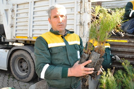 SİVEREKTE AĞAÇLANDIRMA ÇALIŞMASI