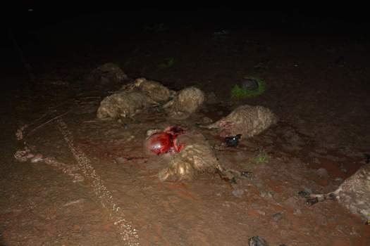 SİVEREKTE 40 KÜÇÜKBAŞ HAYVAN TELEF OLDU