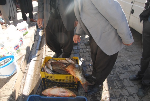 SİVEREKTE BALIK BOLLUĞU