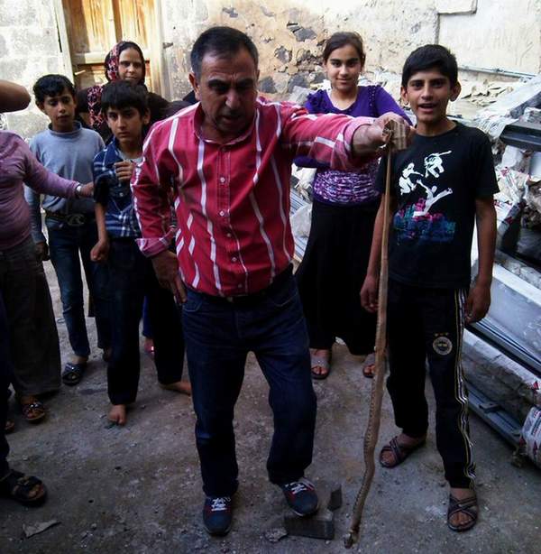 SURİYELİLERİN YAŞADIĞI EVDE DEV YILAN ÖLDÜRÜLDÜ