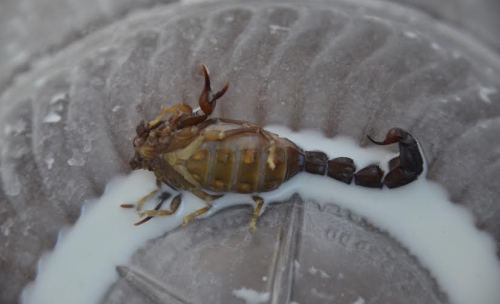 BELEDİYEDEN AKREP UYARISI