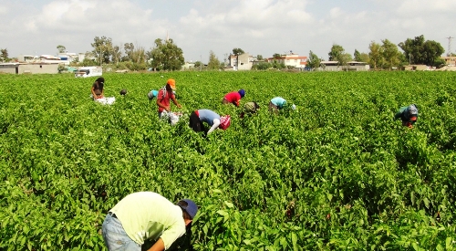 TARIM İŞÇİLERİNİN YAŞAM MÜCADELESİ