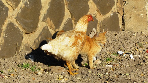 KEDİ İLE TAVUĞUN DOSTLUĞU ŞAŞIRTTI