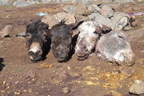 Siverekte Kesilmiş Eşek Başları Bulundu