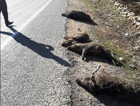 Aracın çarptığı 7 domuz telef oldu