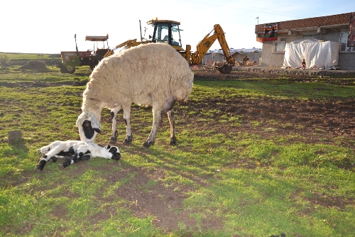 Hasta olan kuzusunun yanından bir saniye ayrılmadı