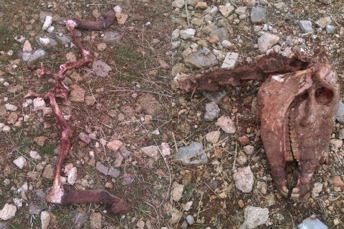 Hilvan'da kafası kesilmiş bir eşek ve kemikleri bulundu
