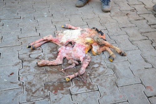 Siverekte 8 bacaklı doğan kuzu herkesi şaşırttı