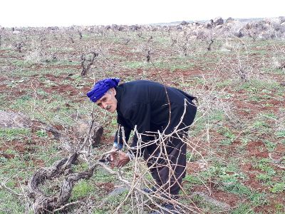 Siverek'te Bağ budama zamanı başladı
