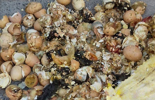 Çöpe atılan yumurtalardan civciv çıktı