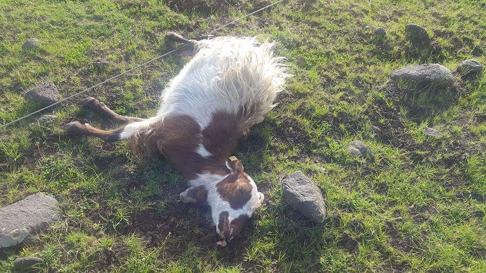 Orta gerilim hattı koptu, bir hayvan telef oldu