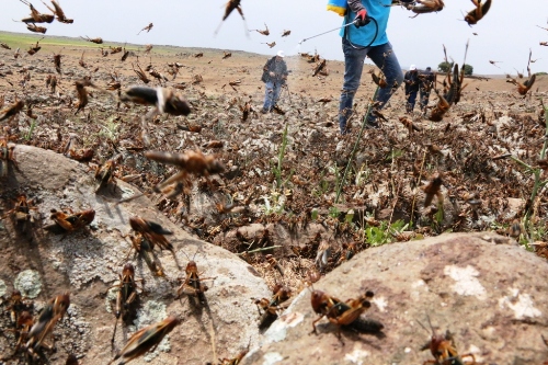 Çekirge istilasına uğrayan köyde ilaçlama çalışması yapıldı
