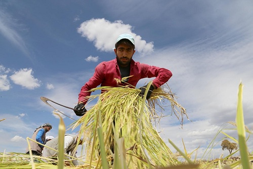Karacadağ'da pirinç hasadı başladı