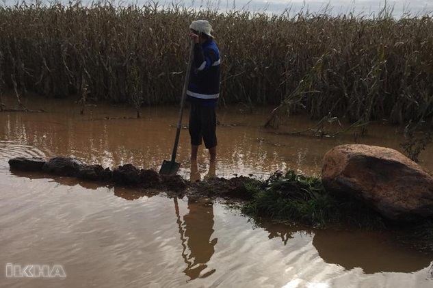 Mısır tarlaları sular altında kalan çiftçi destek bekliyor
