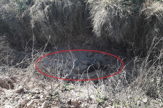 Sulama kanalında kadın cesedi bulundu
