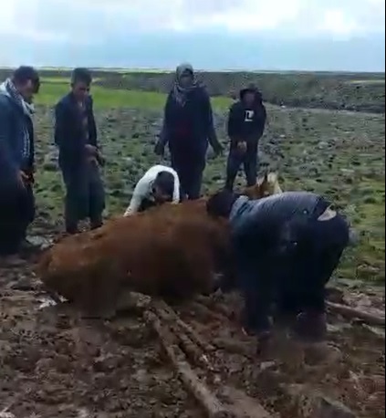 Çamura saplanan ineği köylüler kurtardı