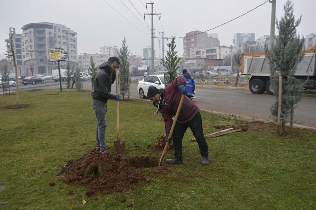Siverek'te ağaçlandırma çalışmaları başladı