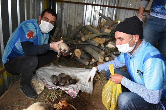 Fırat Gezginler Kulübü sokak hayvanlarını unutmadı