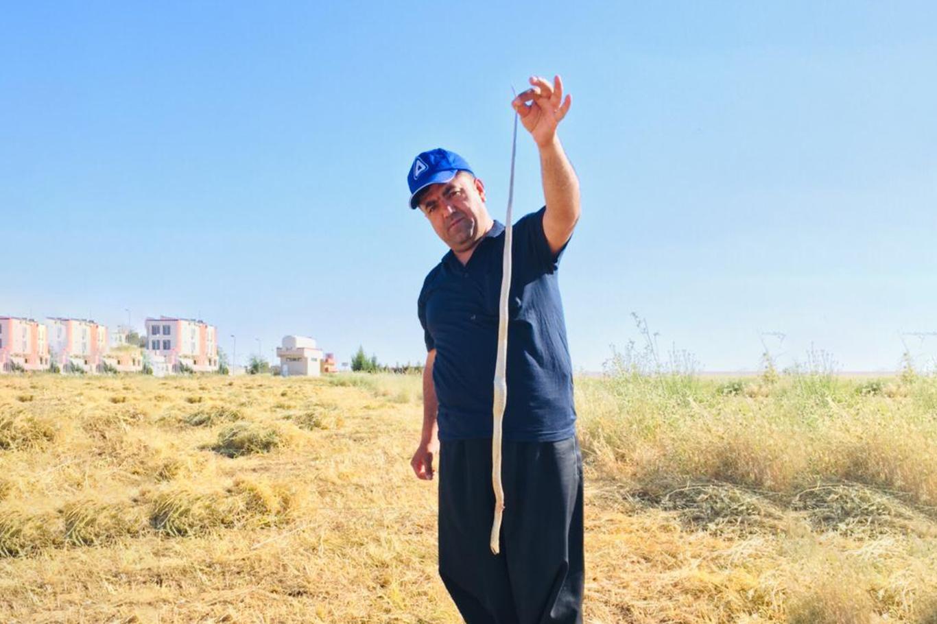 Havaların ısınmasıyla yılanlar tarlalarda görüldü
