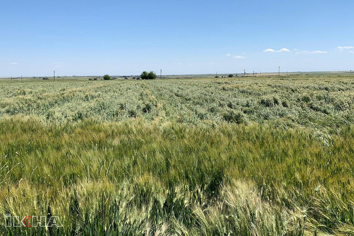 Fırtına buğday tarlalarına zarar verdi