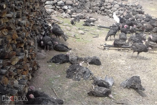 Hatalı ilaç kullanımından dolayı 500 hindi telef oldu