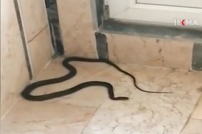 Siverek'te apartman dairesine giren yılan korkuya neden oldu