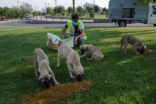 Siverek'te sokak hayvanlarına yem bırakıldı