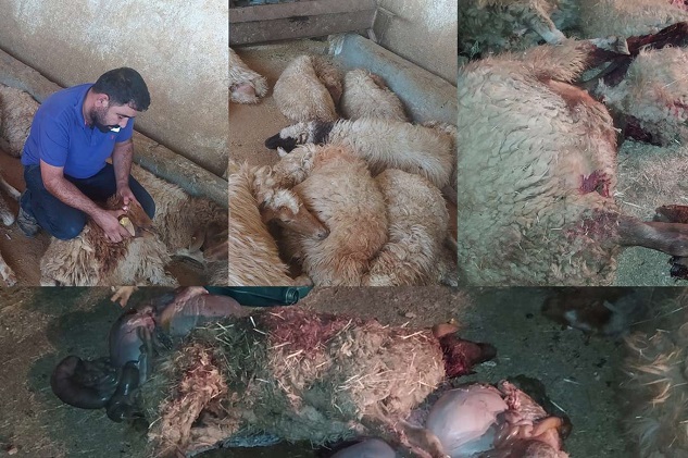 Şanlıurfa'da 150 koyun yedikleri ottan telef oldu
