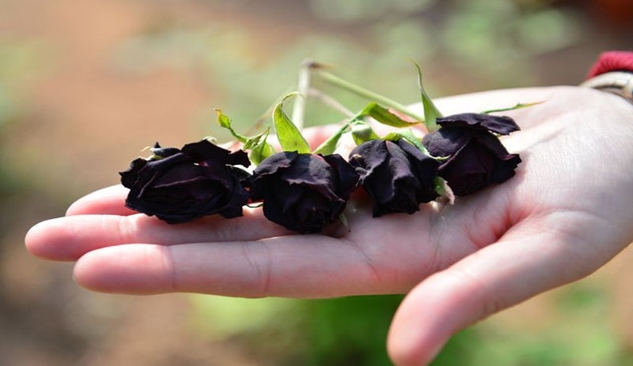 Halfeti'de yetişen Karagül tescillendi