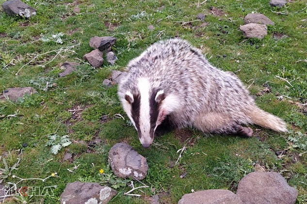 Siverek'te yaralı porsuk bulundu