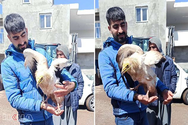 Siverek'te yaralı Mısır Akbabası bulundu