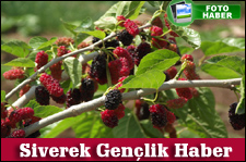 SİVEREK'TE ORGANİK NARDAN SONRA ORGANİK DUTÇULUK GELİŞİYOR 