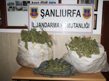 SİVEREK'TE ESRAR OPERASYONU