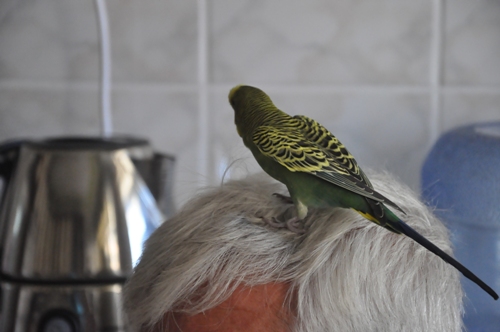 SİVEREK'TE İLGİNÇ MUHABBET KUŞU