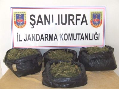 SİVEREK'TE ESRAR OPERASYONU