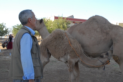 GEÇİMİNİ DEVE SÜTÜ SATARAK SAĞLIYOR