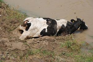 BÜYÜKBAŞ HAYVANLAR GÖLETTE MAHSUR KALDI.
