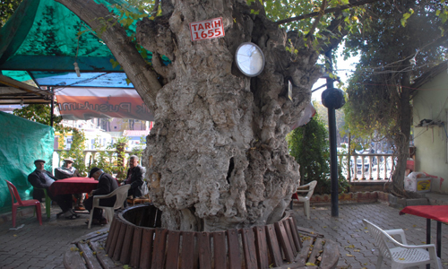 357 YAŞINDAKİ AĞAÇ HALEN YAŞIYOR