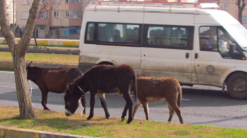 BAŞIBOŞ EŞEKLER KAZALARA DAVETİYE ÇIKARIYOR