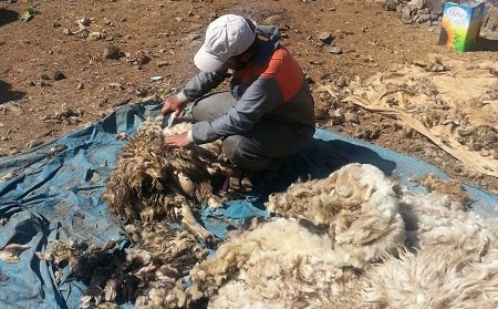 SİVEREK'TE KOYUN KIRPMA ZAMANI