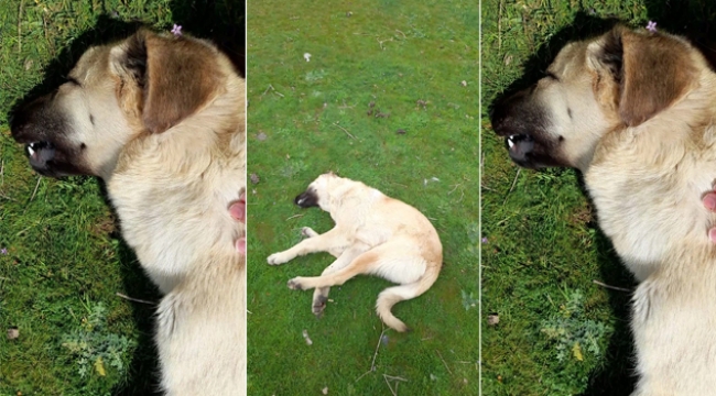 Siverek'te başıboş köpeğin tüfekle öldürüldüğü iddia edildi